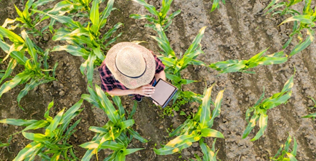 Person on tablet in field