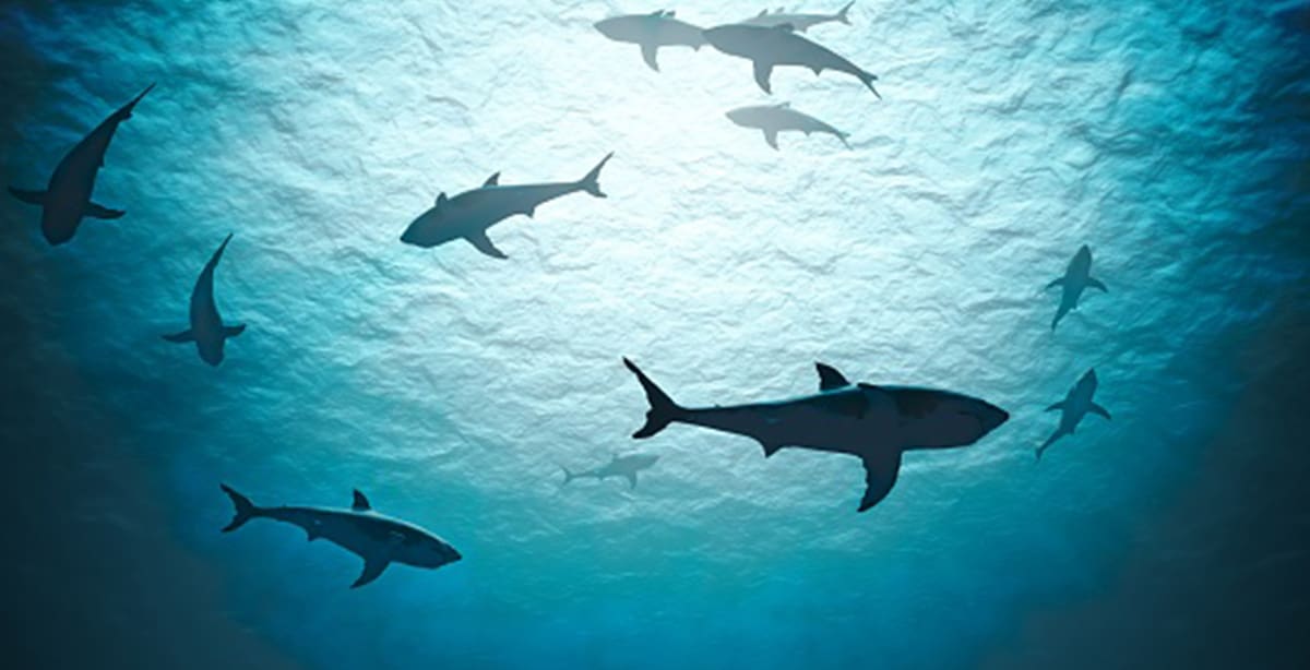 Image of shark tank